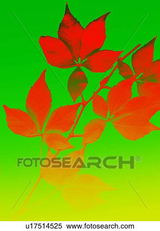 Stock Photography - Leaves. Fotosearch