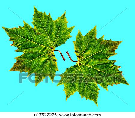 Leaves View Large Photo Image Stock Photography - Leaves. Fotosearch