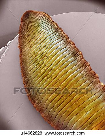 Stock Photo - Leech, SEM. Fotosearch