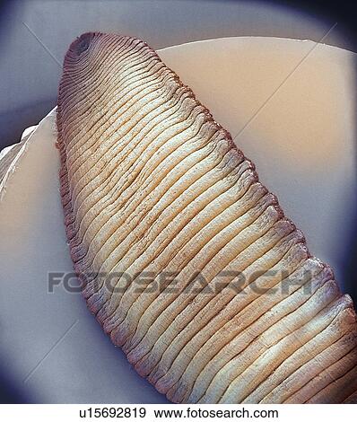 Leech, SEM View Large Photo Image Stock Photo - Leech, SEM. Fotosearch