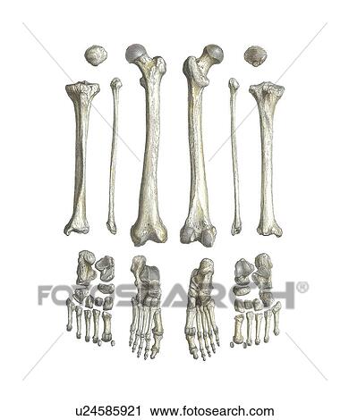 Leg bones, artwork View Large Photo Image Stock Image - Leg bones, artwork. Fotosearch