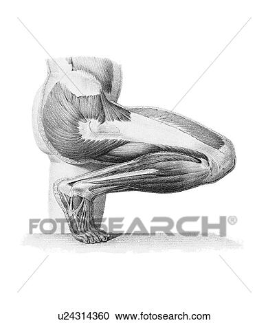 Stock Image - Leg musculature, artwork. Fotosearch