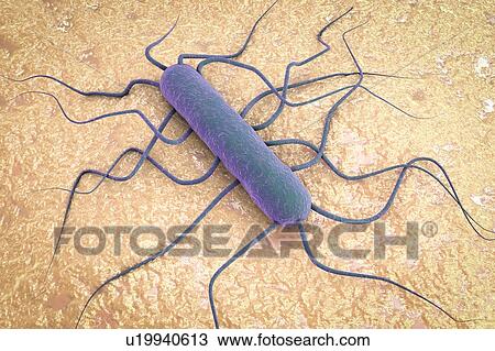 Listeria monocytogenes, illustration View Large Photo Image Stock Image - Listeria monocytogenes, illustration. Fotosearch