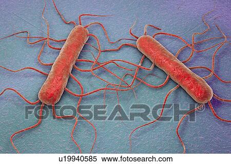 Stock Photography - Listeria monocytogenes, illustration. Fotosearch