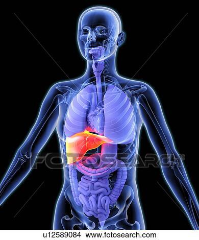 Liver, artwork View Large Photo Image Picture - Liver, artwork. Fotosearch