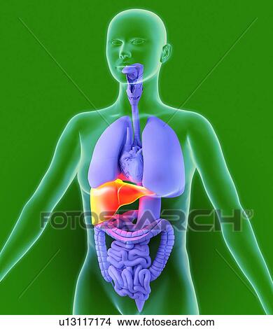 Liver, artwork View Large Photo Image Picture - Liver, artwork. Fotosearch