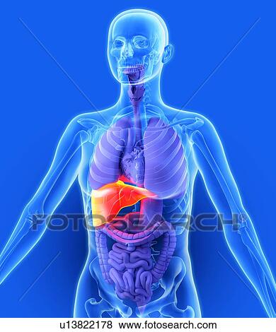 Liver, artwork View Large Photo Image Stock Photo - Liver, artwork. Fotosearch