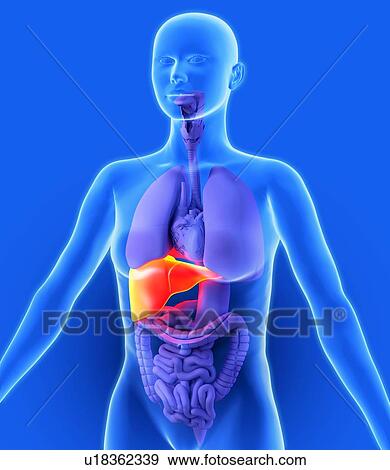 Liver, artwork View Large Photo Image Stock Photo - Liver, artwork. Fotosearch