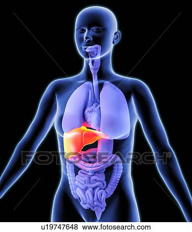 Liver, artwork View Large Photo Image Stock Photo - Liver, artwork. Fotosearch