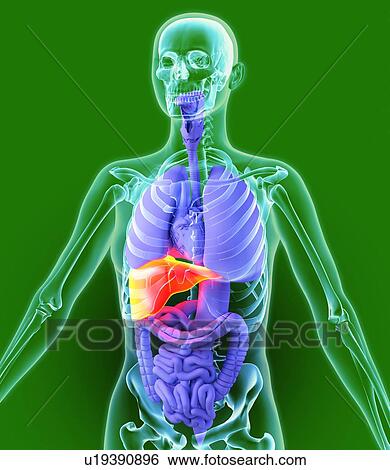 Liver, artwork View Large Photo Image Stock Photograph - Liver, artwork. Fotosearch