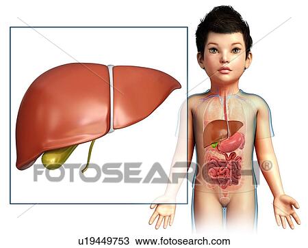 Stock Image - Liver of a child, illustration. Fotosearch