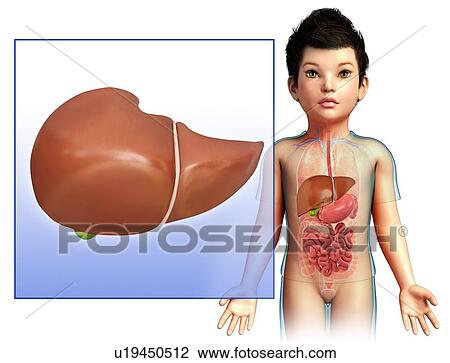 Liver of a child, illustration View Large Photo Image Stock Image - Liver of a child, illustration. Fotosearch