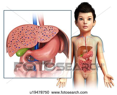 Liver of a child, illustration View Large Photo Image Stock Image - Liver of a child, illustration. Fotosearch