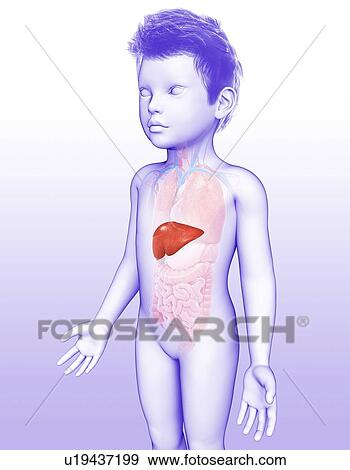 Stock Photo - Liver of a child, illustration. Fotosearch