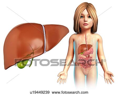 Stock Photo - Liver of a child, illustration. Fotosearch