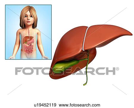 Liver of a child, illustration View Large Photo Image Stock Photo - Liver of a child, illustration. Fotosearch