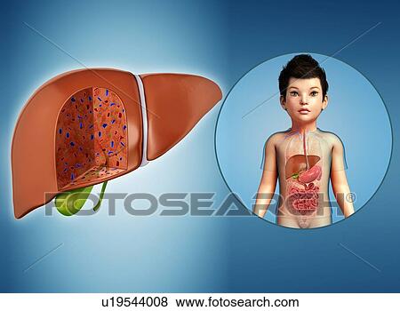 Liver of a child, illustration View Large Photo Image Stock Photo - Liver of a child, illustration. Fotosearch