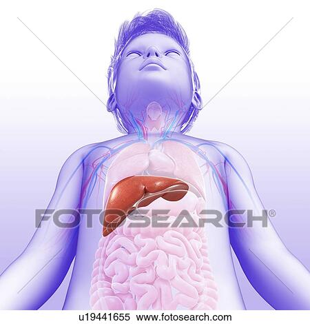 Stock Photography - Liver of a child, illustration. Fotosearch