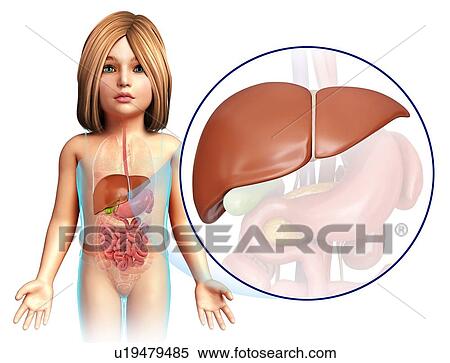 Stock Photography - Liver of a child, illustration. Fotosearch