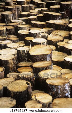 Logs View Large Photo Image Stock Photo - Logs. Fotosearch