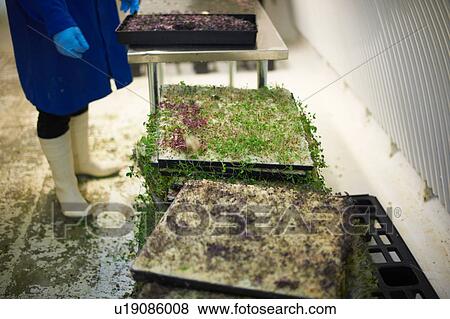 Stock Photo - Low section of worker wearing rubber boots and latex gloves with seed trays. Fotosearch