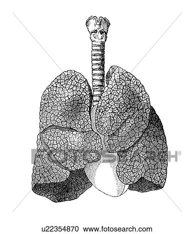 Stock Image - Lung anatomy, artwork. Fotosearch