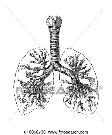 Stock Photo - Lung anatomy, artwork. Fotosearch