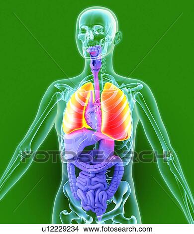 Picture - Lungs, artwork. Fotosearch