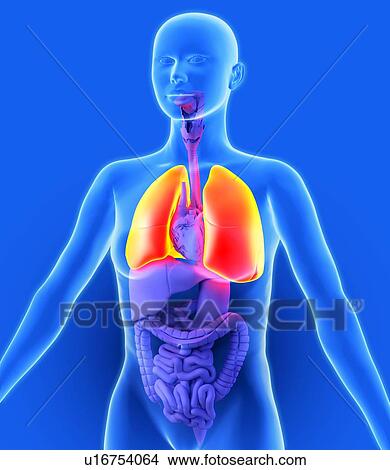Picture - Lungs, artwork. Fotosearch