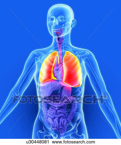 Lungs, artwork View Large Photo Image Stock Image - Lungs, artwork. Fotosearch