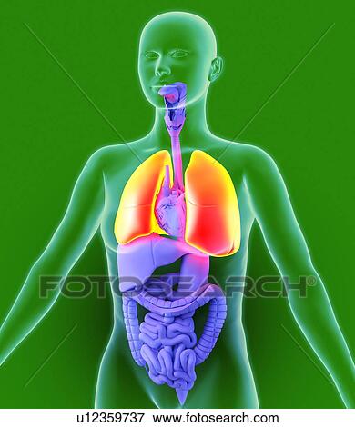 Stock Photo - Lungs, artwork. Fotosearch