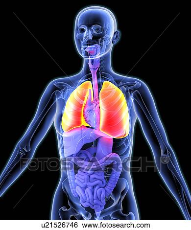 Stock Photograph - Lungs, artwork. Fotosearch