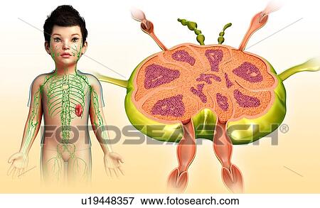 Lymph node of a child, illustration View Large Photo Image Stock Photo - Lymph node of a child, illustration. Fotosearch