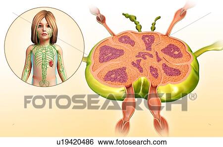 Lymph node of a child, illustration View Large Photo Image Stock Photograph - Lymph node of a child, illustration. Fotosearch