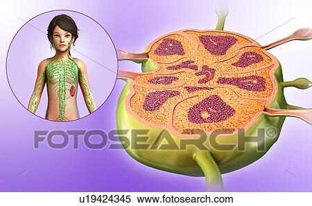 Stock Photography - Lymph node of a child, illustration. Fotosearch