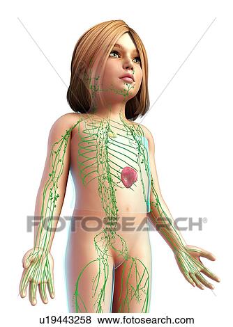 Stock Photo - Lymphatic system of a child, illustration. Fotosearch