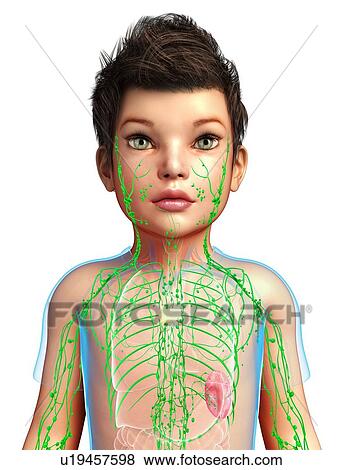 Stock Photo - Lymphatic system of a child, illustration. Fotosearch