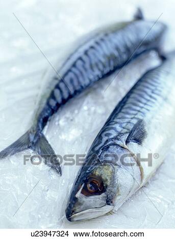 Picture - Mackerel. Fotosearch