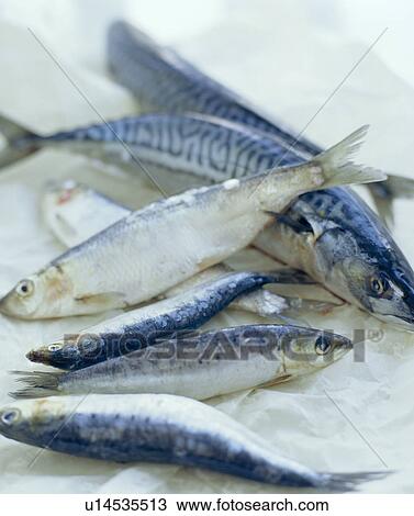 Mackerel View Large Photo Image Stock Image - Mackerel. Fotosearch