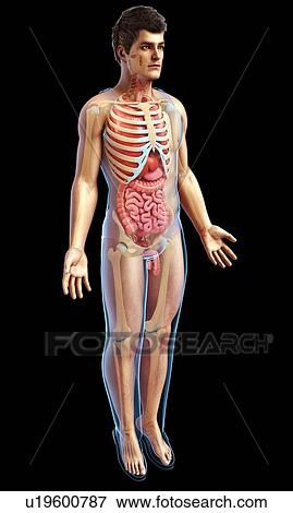 Male anatomy, illustration View Large Photo Image Stock Photo - Male anatomy, illustration. Fotosearch