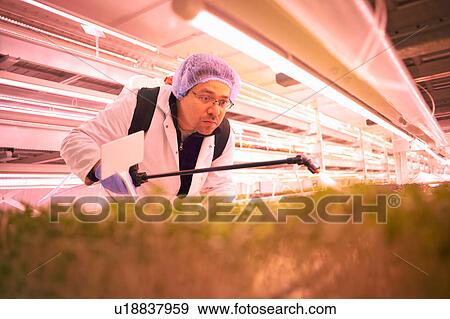 Stock Photo - Male worker bending forward to spray micro greens in underground tunnel nursery, London, UK. Fotosearch