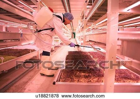 Male worker bending to spray micro greens in underground tunnel nursery, London, UK View Large Photo Image Stock Photo - Male worker bending to spray micro greens in underground tunnel nursery, London, UK. Fotosearch
