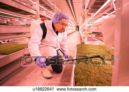 Male worker kneeling to spray micro greens in underground tunnel nursery, London, UK View Large Photo Image Stock Photo - Male worker kneeling to spray micro greens in underground tunnel nursery, London, UK. Fotosearch
