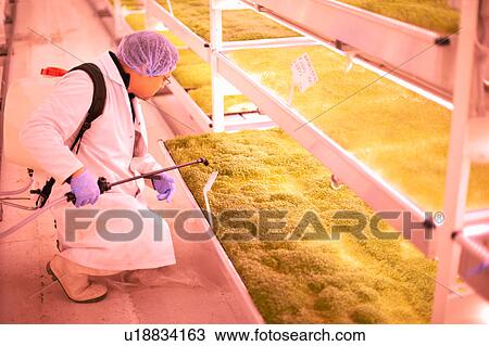 Stock Image - Male worker kneeling to spray tray of micro greens in underground tunnel nursery, London, UK. Fotosearch