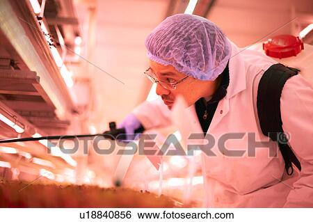 Stock Photograph - Male worker leaning forward to spray micro greens in underground tunnel nursery, London, UK. Fotosearch