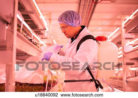 Stock Image - Male worker removing plastic from tray of micro greens in underground tunnel nursery, London, UK. Fotosearch