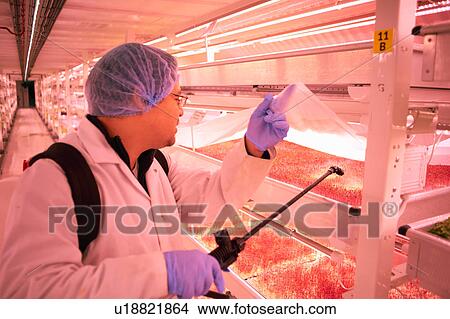 Picture - Male worker spraying micro greens in underground tunnel nursery, London, UK. Fotosearch