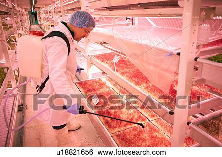 Male worker spraying micro greens in underground tunnel nursery, London, UK View Large Photo Image Stock Photograph - Male worker spraying micro greens in underground tunnel nursery, London, UK. Fotosearch