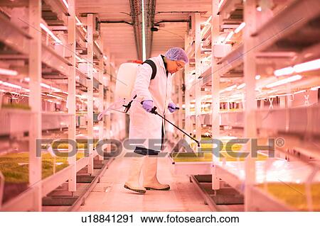 Male worker spraying shelves of micro greens in underground tunnel nursery, London, UK View Large Photo Image Stock Image - Male worker spraying shelves of micro greens in underground tunnel nursery, London, UK. Fotosearch