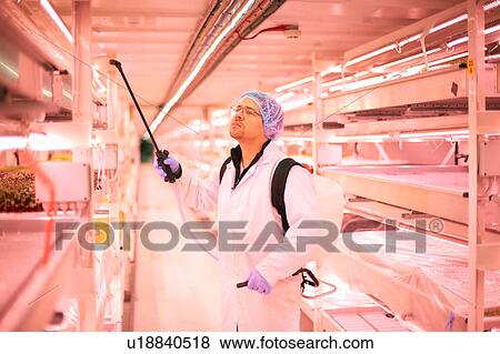 Male worker spraying shelves of micro greens in underground tunnel nursery, London, UK View Large Photo Image Stock Photo - Male worker spraying shelves of micro greens in underground tunnel nursery, London, UK. Fotosearch